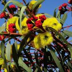 Eukalyptus – eine Wunderpflanze